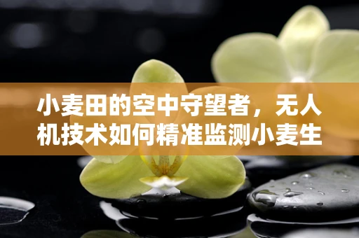小麦田的空中守望者，无人机技术如何精准监测小麦生长？